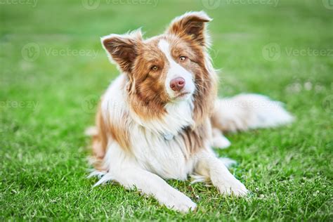 Picture of chocolate brown white border collie dog 15883727 Stock Photo at Vecteezy