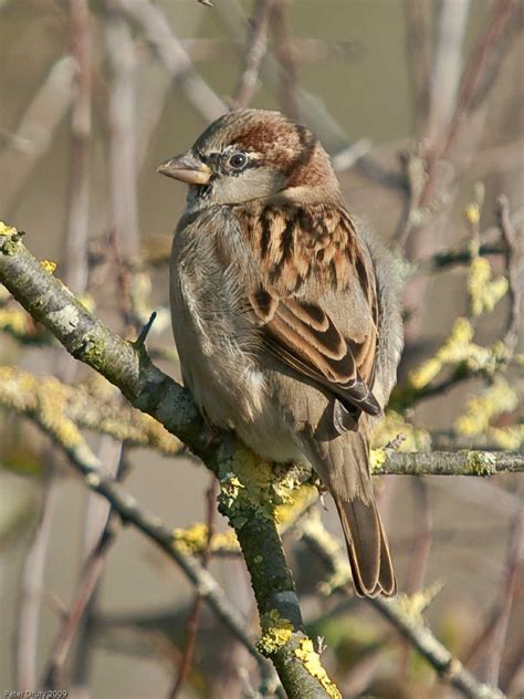 Sparrow (Passeridae)