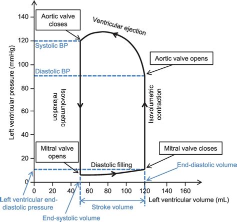 Chapter 31 – Cardiac Pressure–Volume Loops | Anesthesia Key