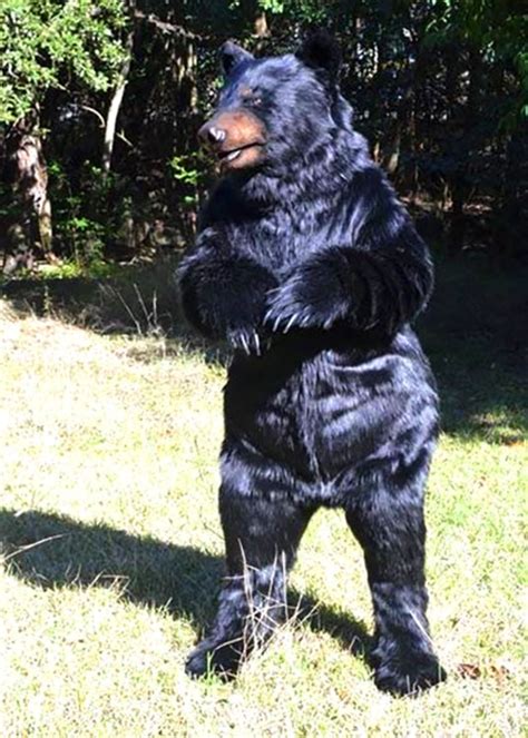 Realistic Black Bear Costume - Bronson | Mascot Ambassadors