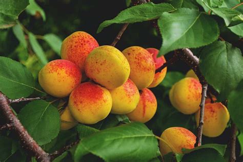 Growing Apricots: Planting Guide, Care, Problems and Harvest | Growing ...