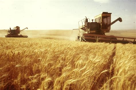 Projected yield and export potential: what is the Ukrainian grain ...