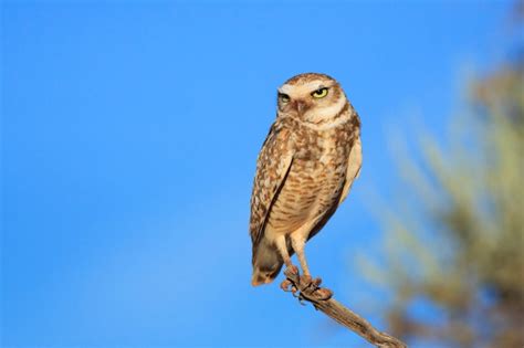 Premium Photo | Burrowing owl perches on branch in arizona