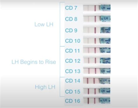 26 Ovulation Test Photos To Help You Read Your Own Results