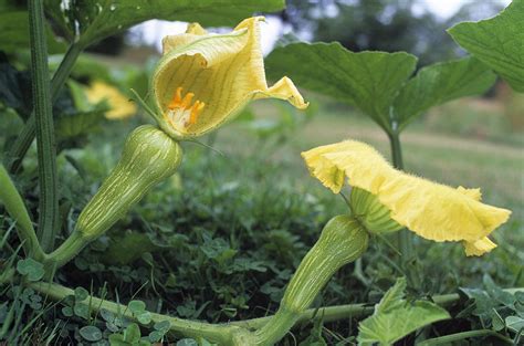 Female Butternut Squash Flowers Photograph by David Nunuk