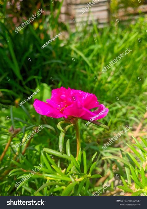 Portulaca Grandiflora Succulent Flowering Plant Family Stock Photo ...