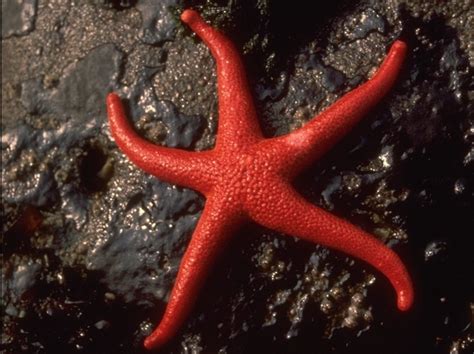 Blood-Star Starfish | fish and frogs | Pinterest