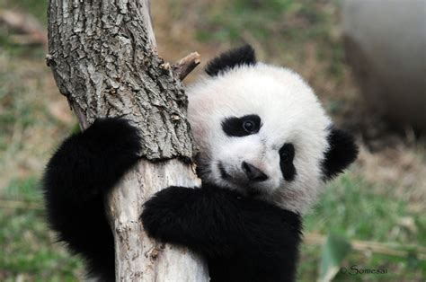 Just Cute AF Pictures Of Panda Babies That Make Sure You Don’t Get Any Work Done Today