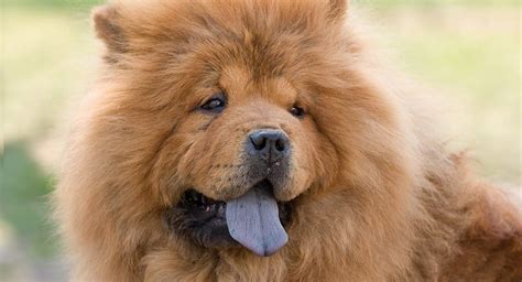 Chow Chow - The Complete Guide to an Increasingly Popular Pup