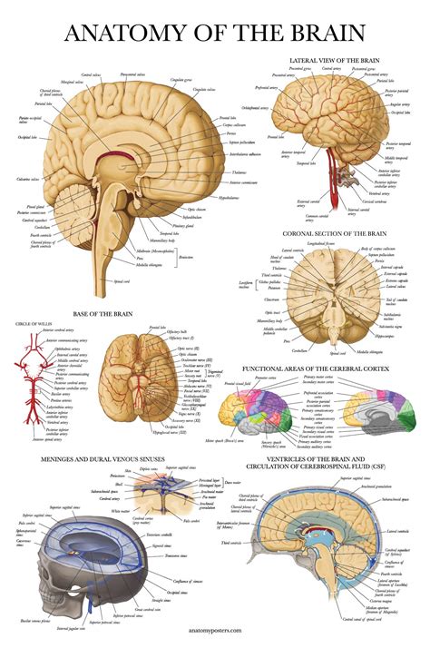 2 Pack - Nervous System & Brain Anatomy Posters - Set of 2 Anatomical ...