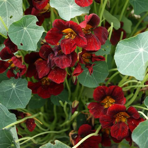 Mahogany Nasturtium Seeds For Planting - Black Velvet Nasturtium