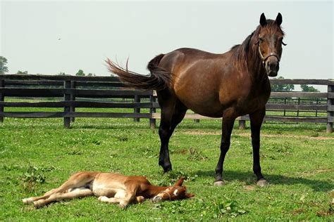 Lexington Kentucky Horse Farm Half-Day Tour 2023