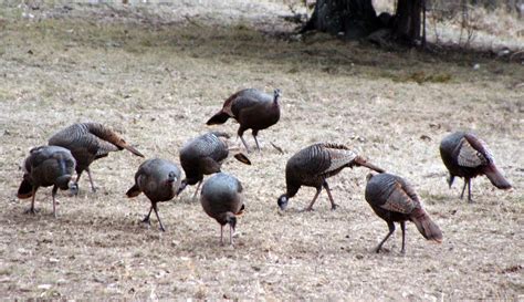 Wild Turkeys | Taken at a friend's home near Harmon, AR | geniebirder | Flickr