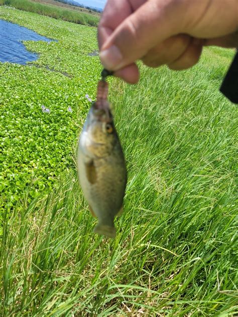 Spangled Perch from Gatton QLD 4343, Australia on December 29, 2022 at ...