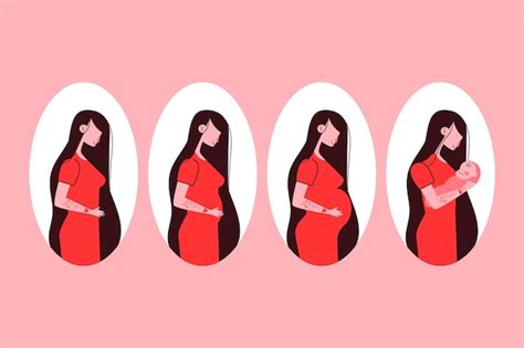 Free Vector | Pregnancy stages set illustrated