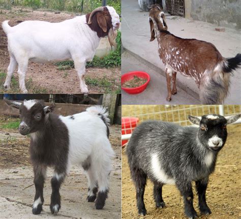 Different Types of Goats | Modern Farming Methods