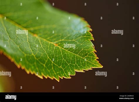 Extreme macro photographies hi-res stock photography and images - Alamy
