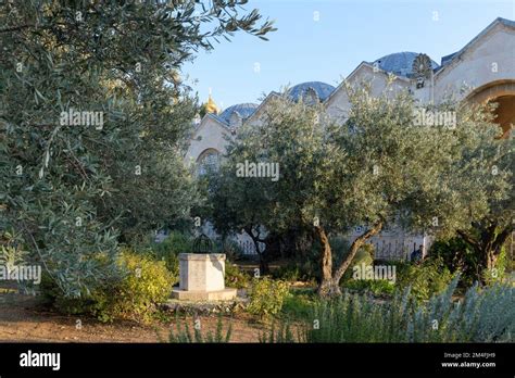 Garden of Gethsemane. Biblical olive Garden, where Jesus prayed. Mount of Olives, Jerusalem ...