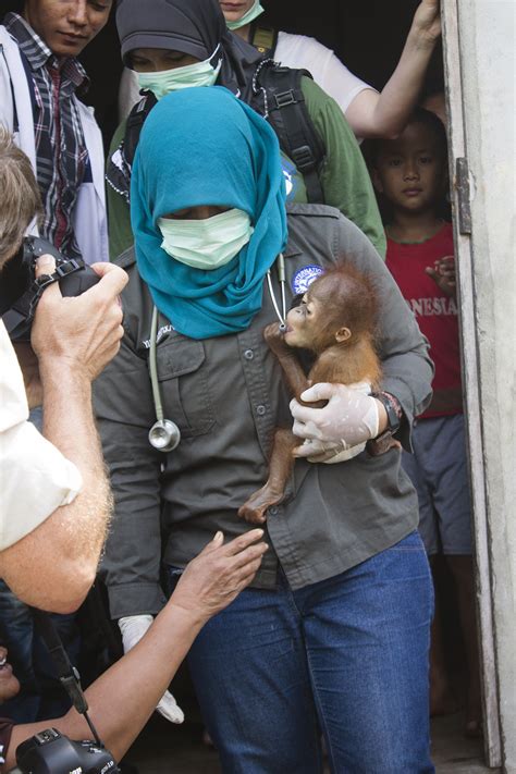 IAR releases photos and footage of latest rescued baby orangutan, accompanied by an urgent ...