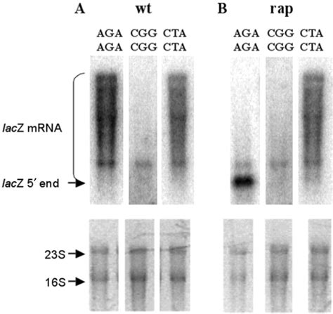 lacZ mRNA detection during the expression of the lacZ variants ...