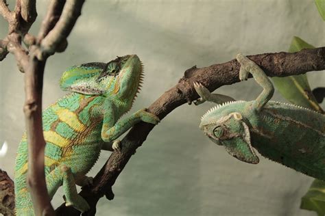 Gratis foto: Chameleon, Chameleons, Tak, Green - Gratis afbeelding op Pixabay - 793939