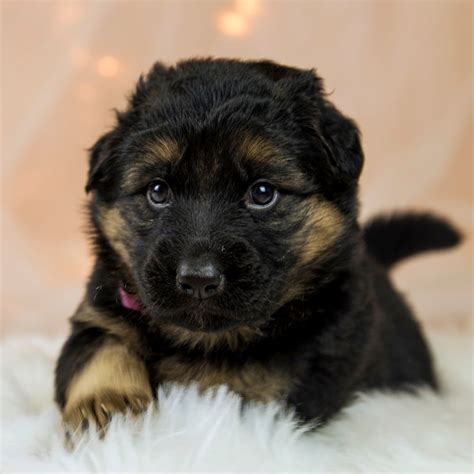 #1 | German Shepherd Puppies For Sale In Minnesota