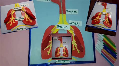 Respiratory System Balloon Model