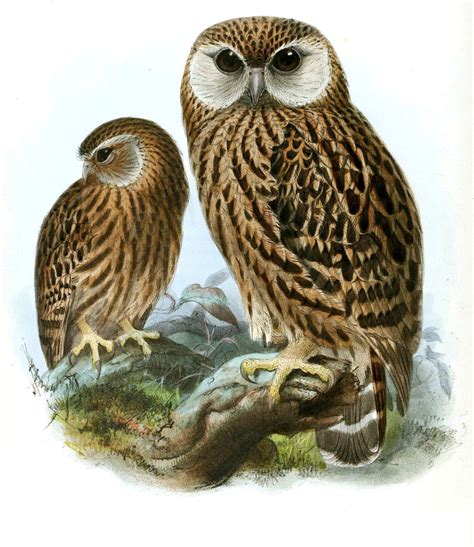 Laughing Owl | Extinct Animals