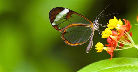 butterfly insect on flower 4k ultra hd wallpaper | Insects, Hd wallpaper, Wallpaper