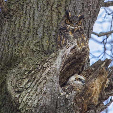 Great Horned Owl Adaptations – Structural and Behavioral Adaptations ...