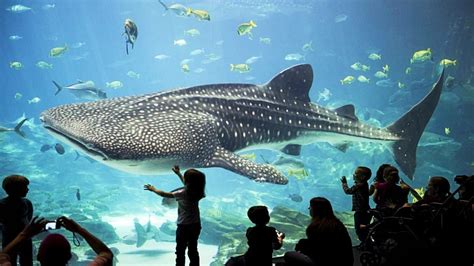 Georgia Aquarium - tickets, prices, discounts, what to see