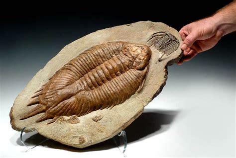 URALICHAS TRILOBITE FOR SALE RAREST TRILOBITE