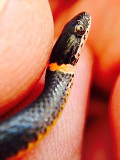 Ring Snake | Ines Hegedus-Garcia | Flickr