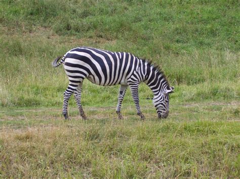 File:Plains Zebra.jpg