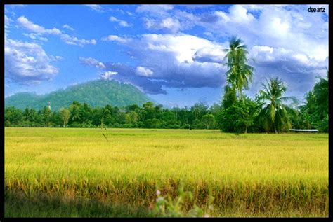 Sawah Padi by TheCalling on DeviantArt