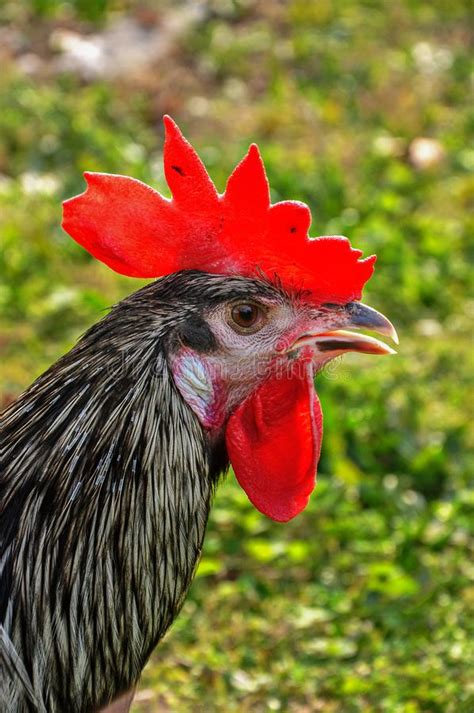 Denizli Rooster Stock Photos - Free & Royalty-Free Stock Photos from ...