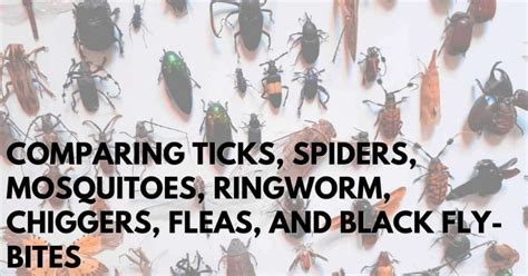 Comparing Ticks, Spiders, Mosquitoes, Ringworm, Chiggers, Fleas, And ...