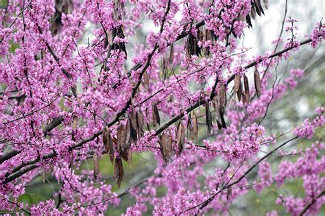 Eastern Redbud Tree: First Signs of Spring to Come - Tara Wildlife