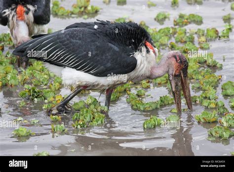 Marabou Stork hunting for food Stock Photo - Alamy