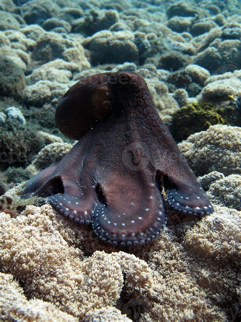 Day Octopus in a coral reef. 3248339 Stock Photo at Vecteezy