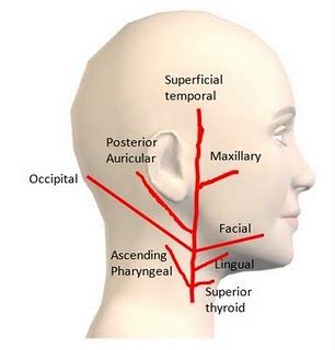 External Carotid Artery and Its branches – Medchrome