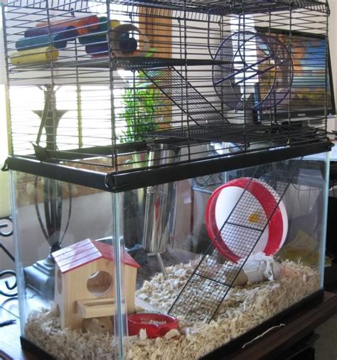 Housing gerbils has been an experience at the shelter. We're still ...