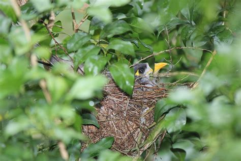 Brisbane Backyard Naturalist: Noisy Miner nest with chicks