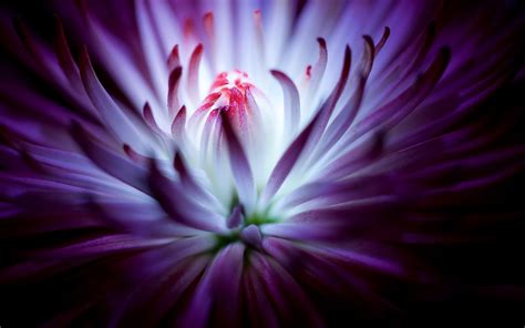 Purple flower 4K Wallpapers | HD Wallpapers | ID #19634