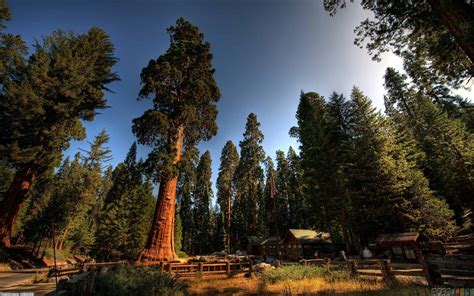 Sequoia National Park Wallpaper - WallpaperSafari