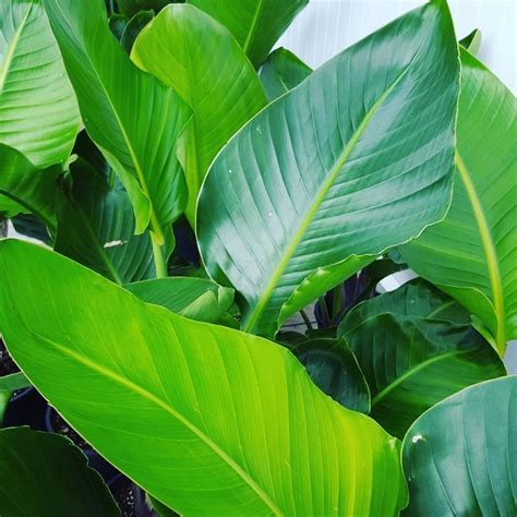 Bird of Paradise in White Pot | Strelitzia for Indoors - plantandpot.nz