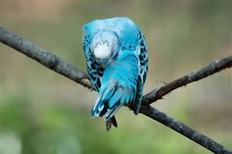 11 Budgie Sleeping Positions and What They Mean?