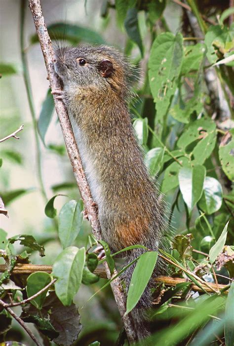 Rare 'bamboo rat' photographed at Machu Picchu | New Straits Times ...