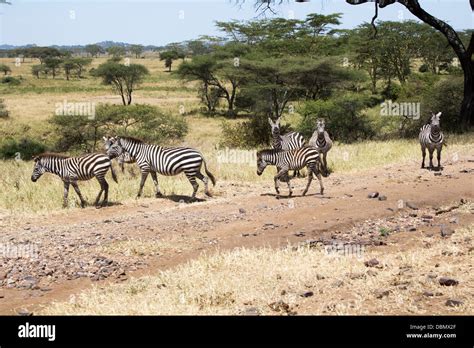 Zebra crossing africa hi-res stock photography and images - Alamy