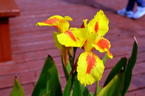 Iris Flower Free Stock Photo - Public Domain Pictures